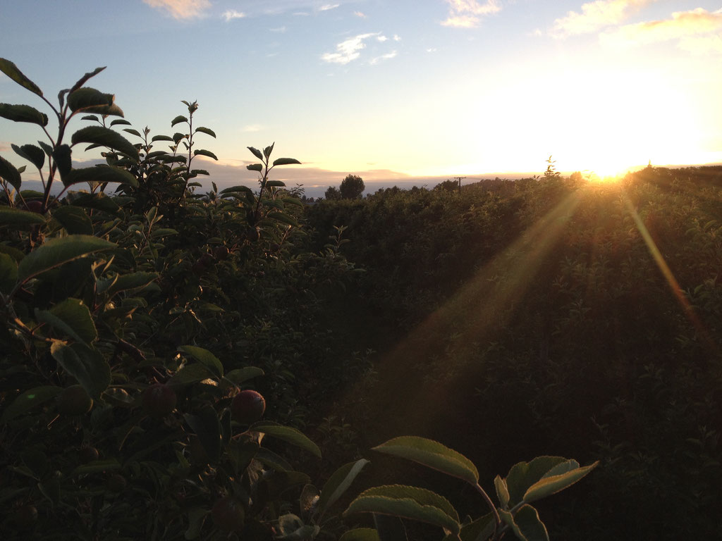 Arbeitsstart um 6:00 Uhr mit Aufgang der Sonne... Dafür lohnt sich das frühe Aufstehen!