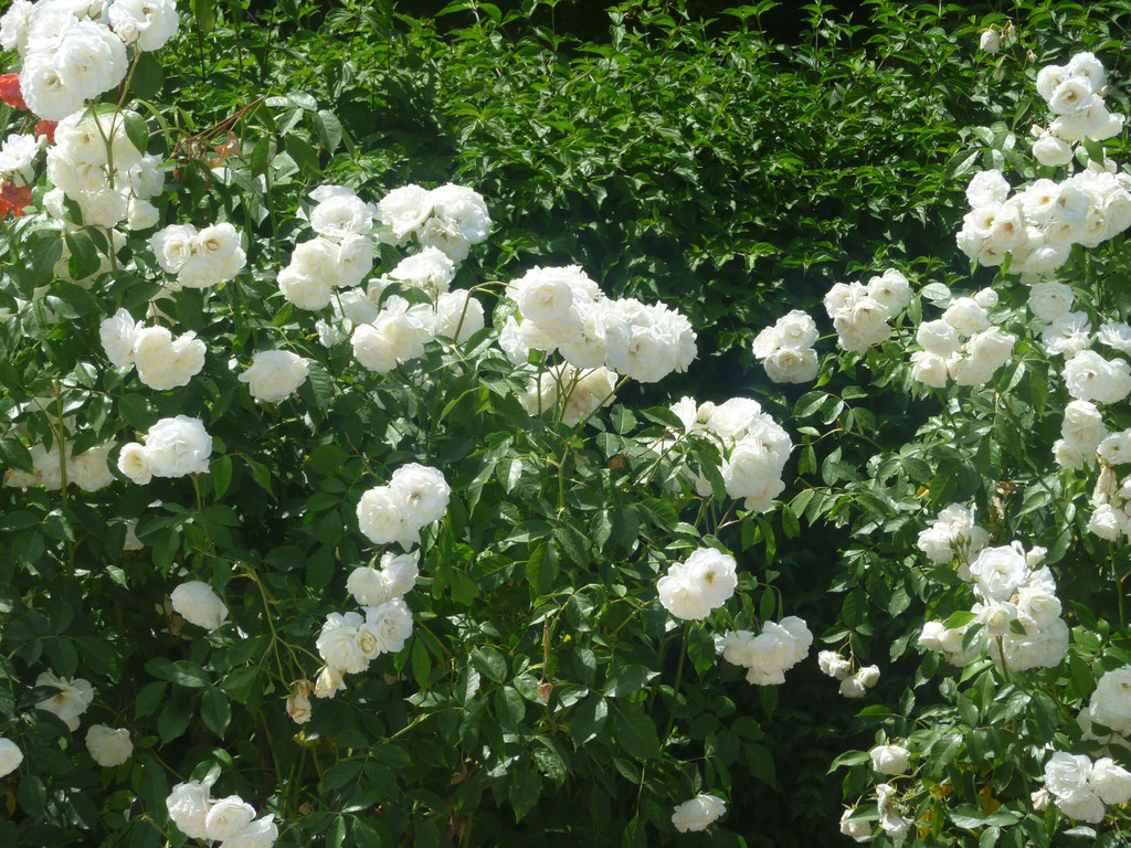 Rosen im Hofgarten