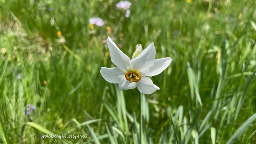 Narcisses sur les hauts de Montreux, Mai 2023