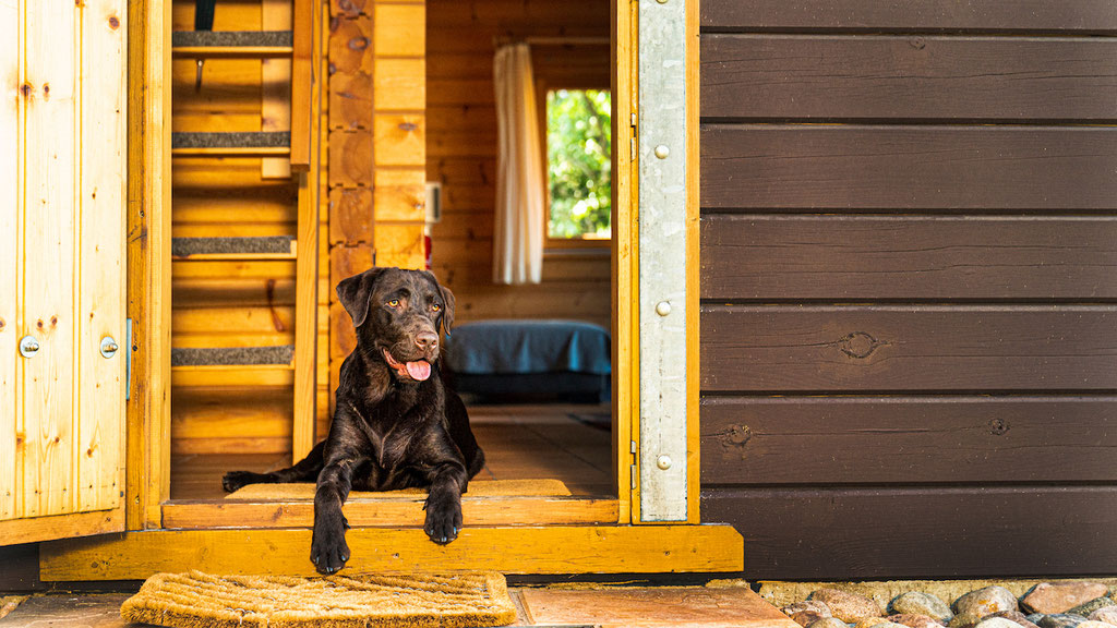 Urlaub mit Hund Brandenburg eingezäuntes Grundstück Blockhaus