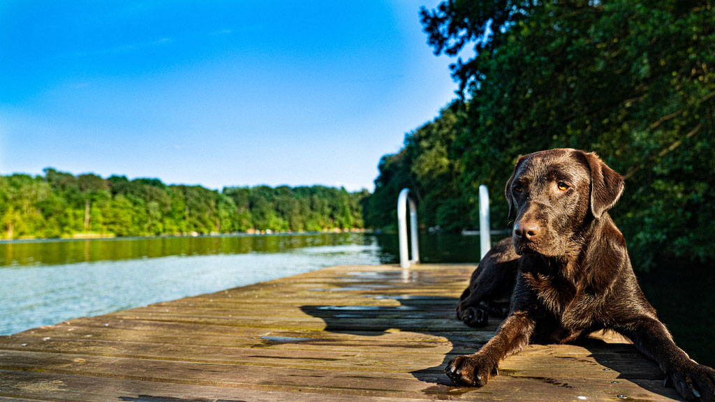 hund abzugeben brandenburg
