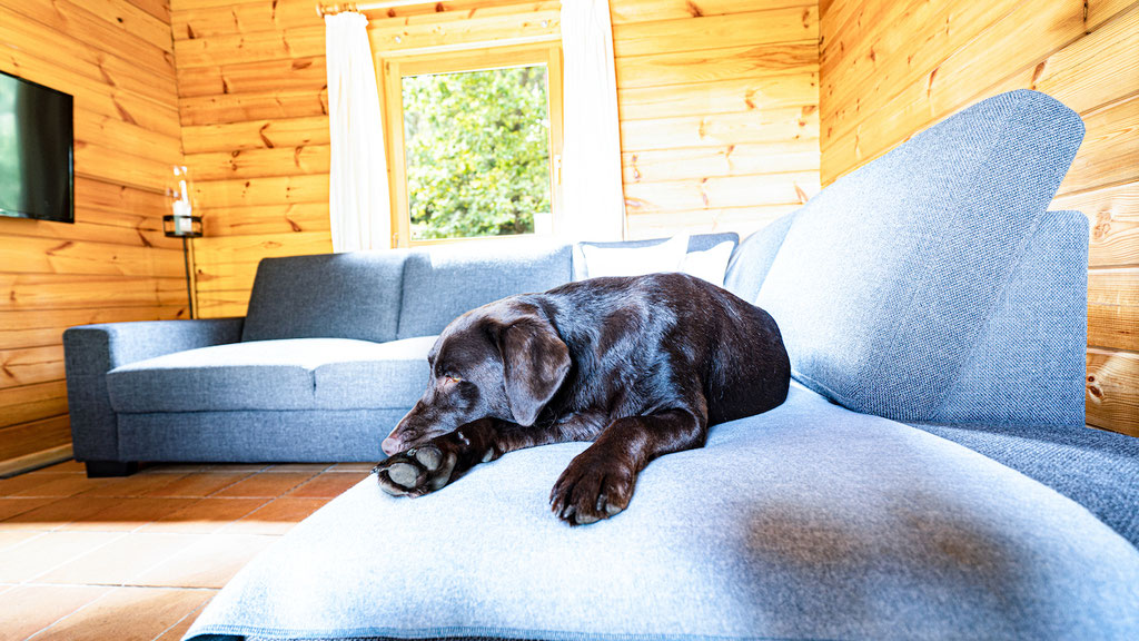 Urlaub mit Hund Brandenburg eingezäuntes Grundstück Blockhaus