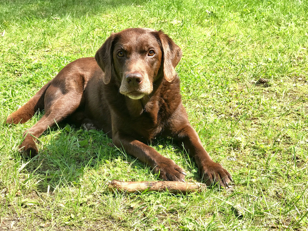 Urlaub mit Hund Brandenburg eingezäuntes Grundstück Blockhaus