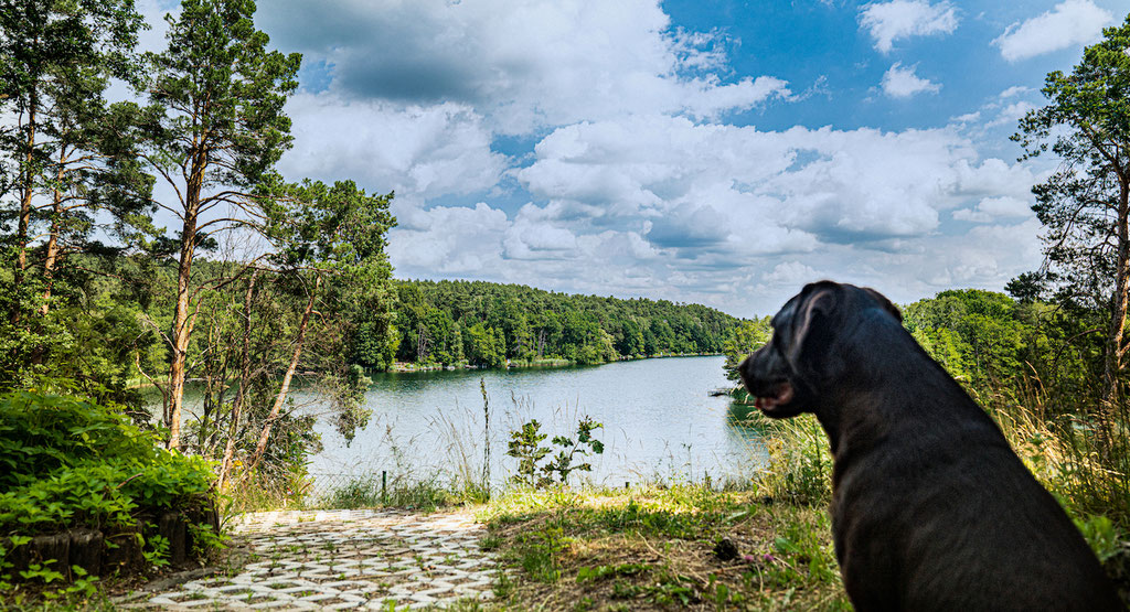 Urlaub mit Hund Brandenburg eingezäuntes Grundstück Blockhaus