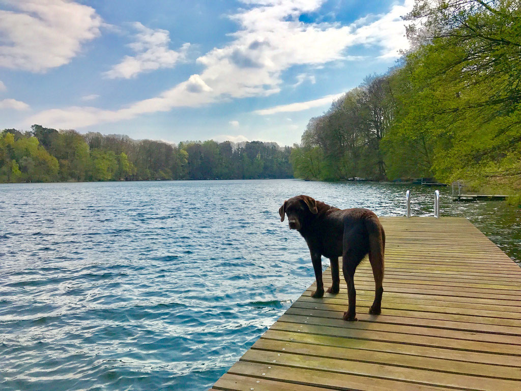 Urlaub mit Hund am See eingezäuntes Grundstück Deutschland Blockhaus