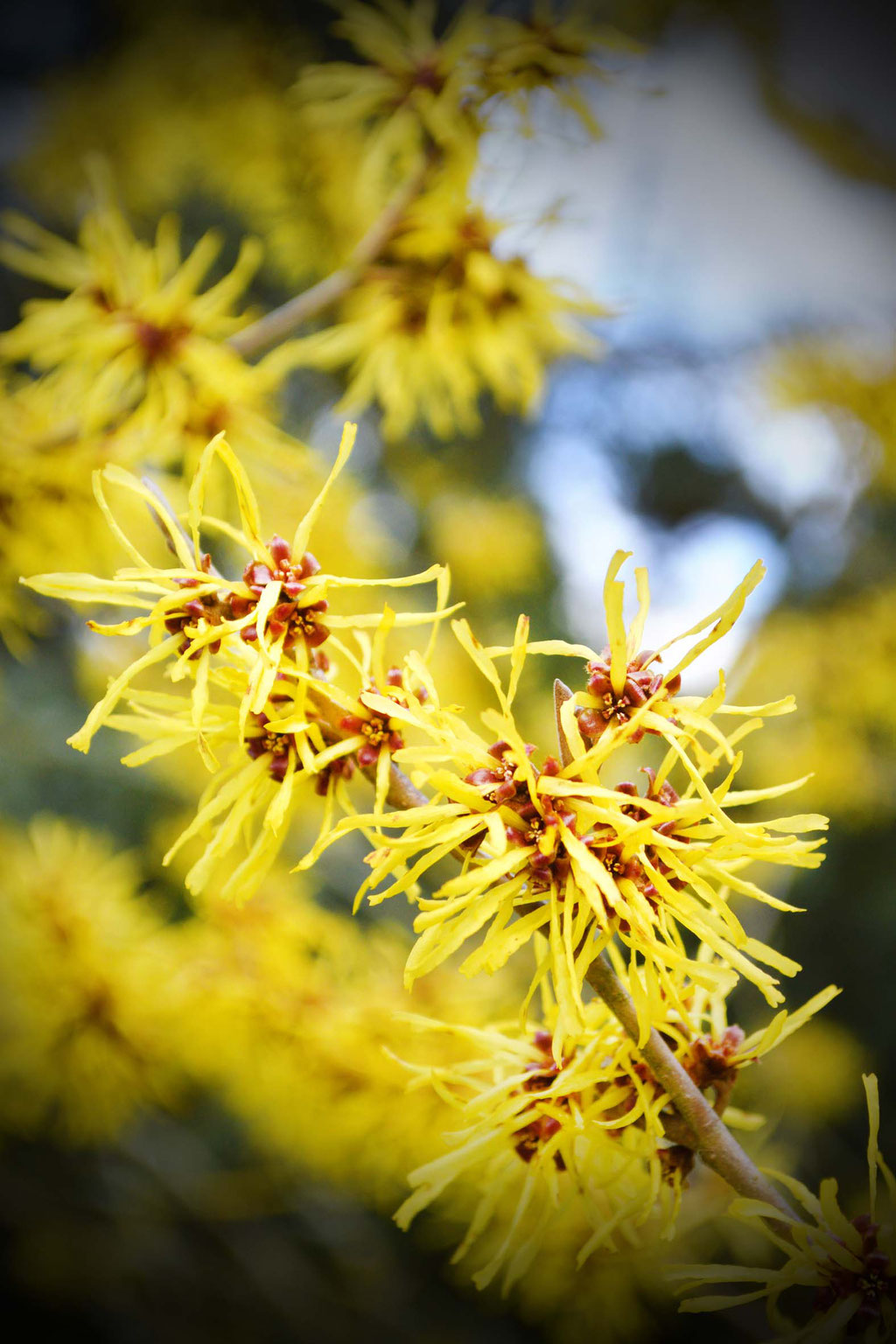 Virginische Zauernuss - Hamamelis, Witch Hazel