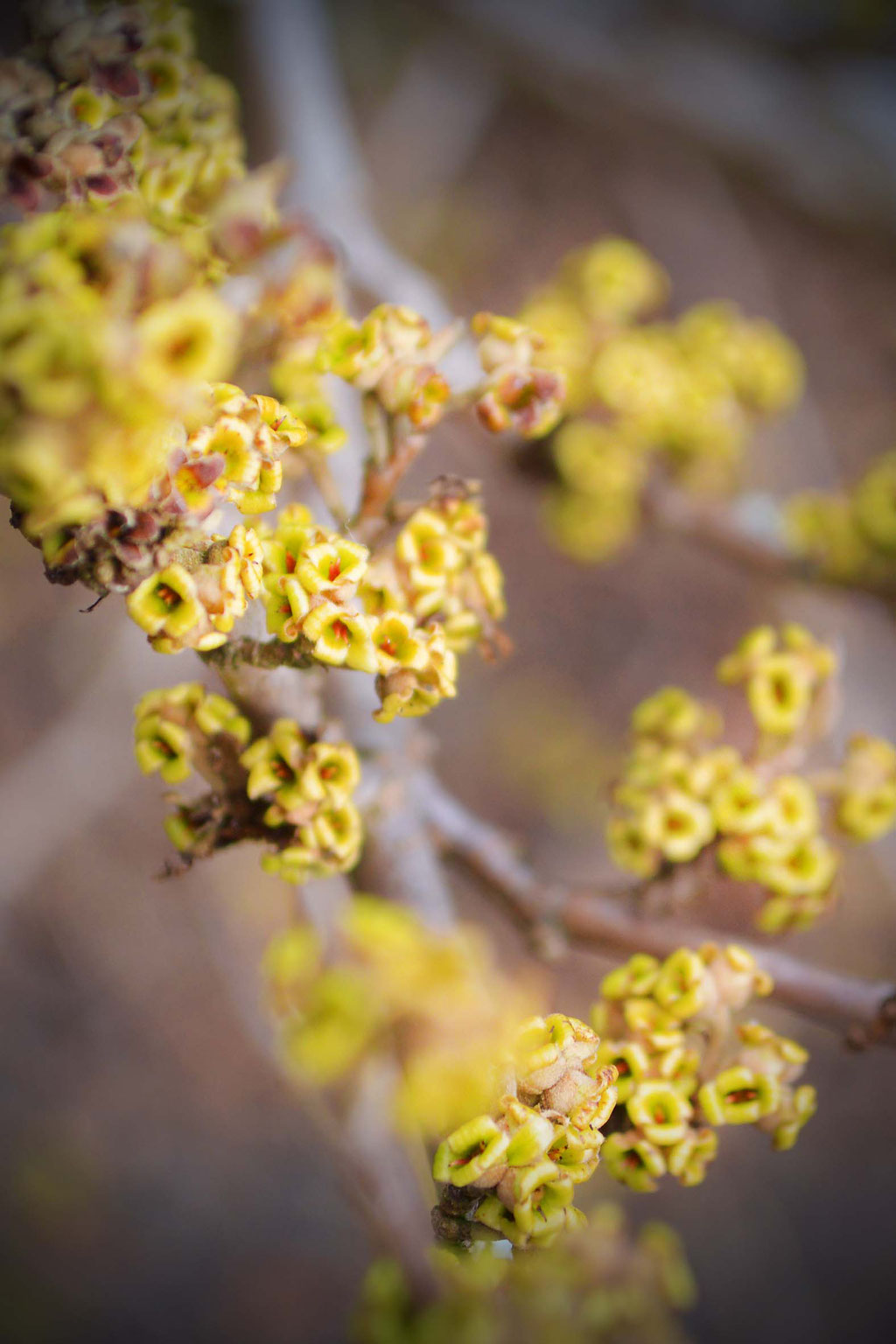 Zaubernuss - Hamamelis