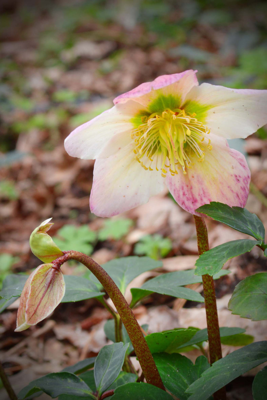 Christrose ein Winterüberbleibsel