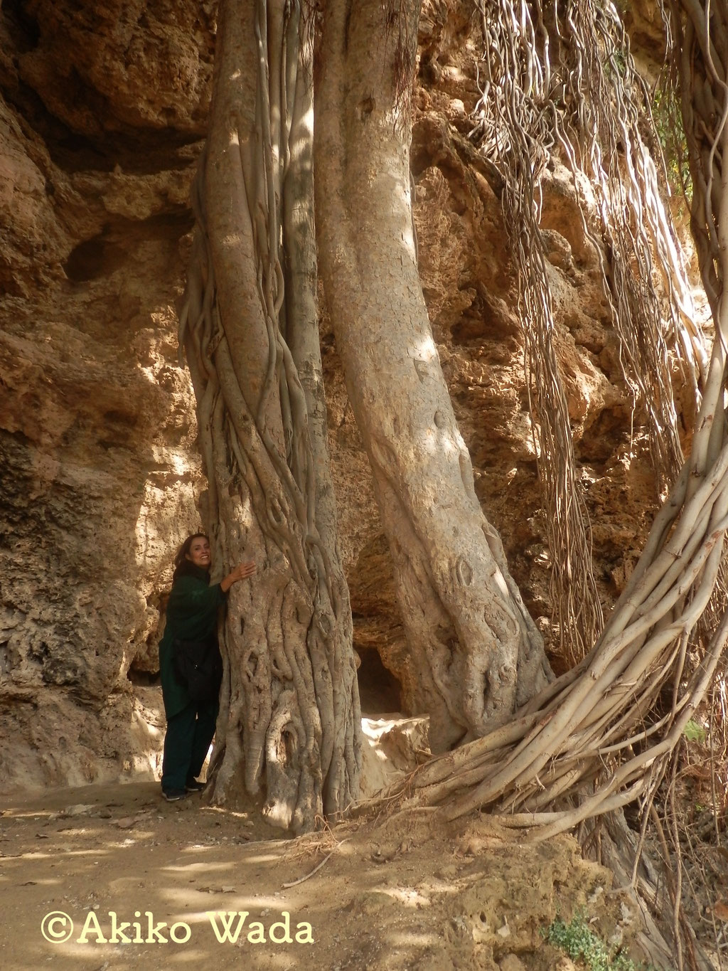 ファジアとお友達とでイスラマバード郊外にある、その昔行者が瞑想した洞窟がある仏教遺跡を訪れた。以前は自然のままだったのに、すぐそばに食堂ができてたり、巨大なマンゴの樹の根に壁の細工したりしてあって興ざめした。
