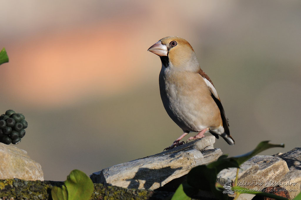 Miss Frosone ( Montevecchia, Gennaio 2016)