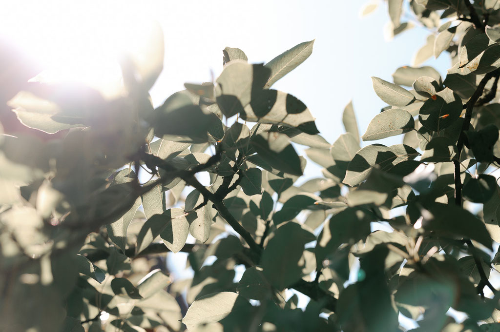 Sonnenlicht in den Blättern im Garten der Location