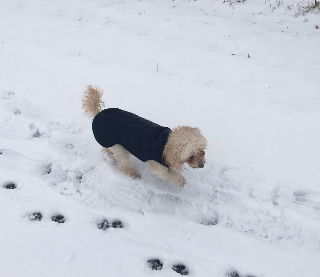 Thermo-Hundemantel, Hundemantel Maßanfertigung,  Hundemantel nach Maß
