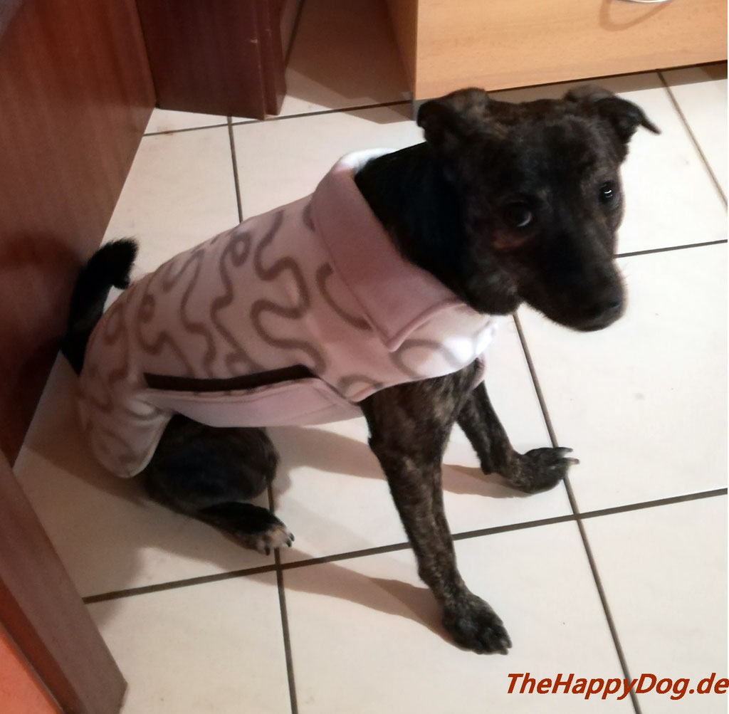 Probemantel Maßanfertigung - Unsere Hannah,  Hundemantel nach Maß