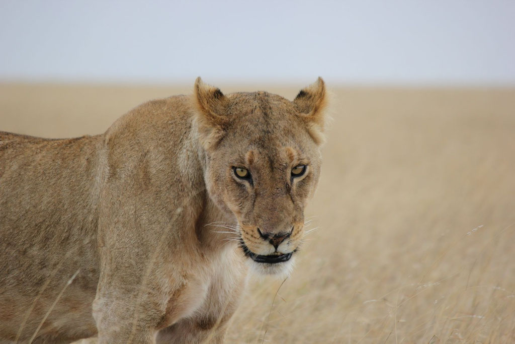 Serengeti Safari - Kilimanjaro Company