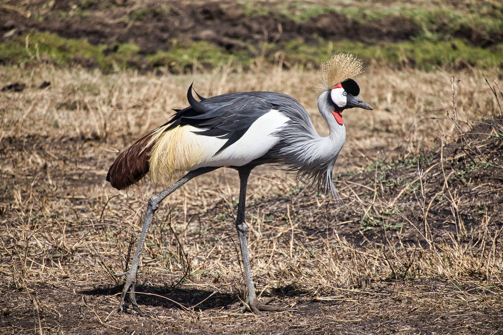 Serengeti with Equatours