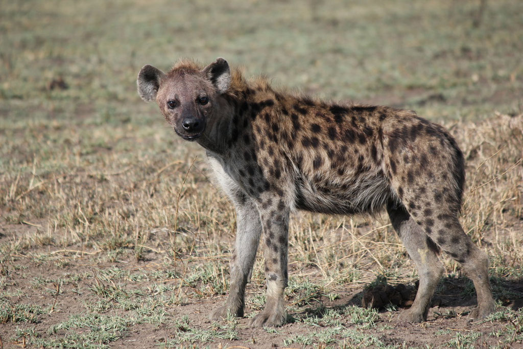 Local In The Serengeti - Kilimanjaro Company