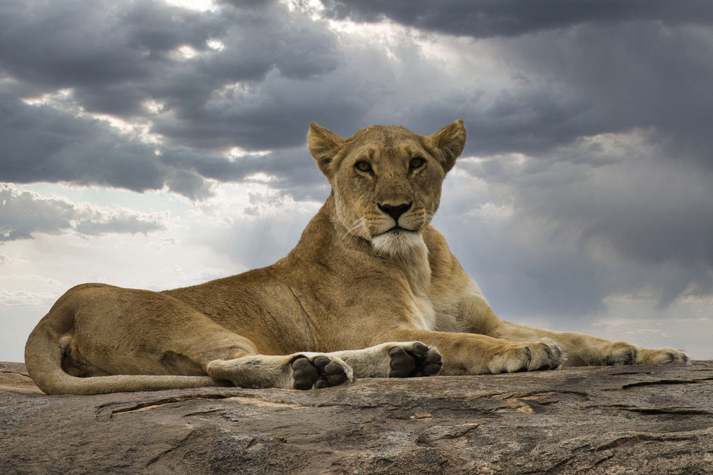 Löwin in der Serengeti