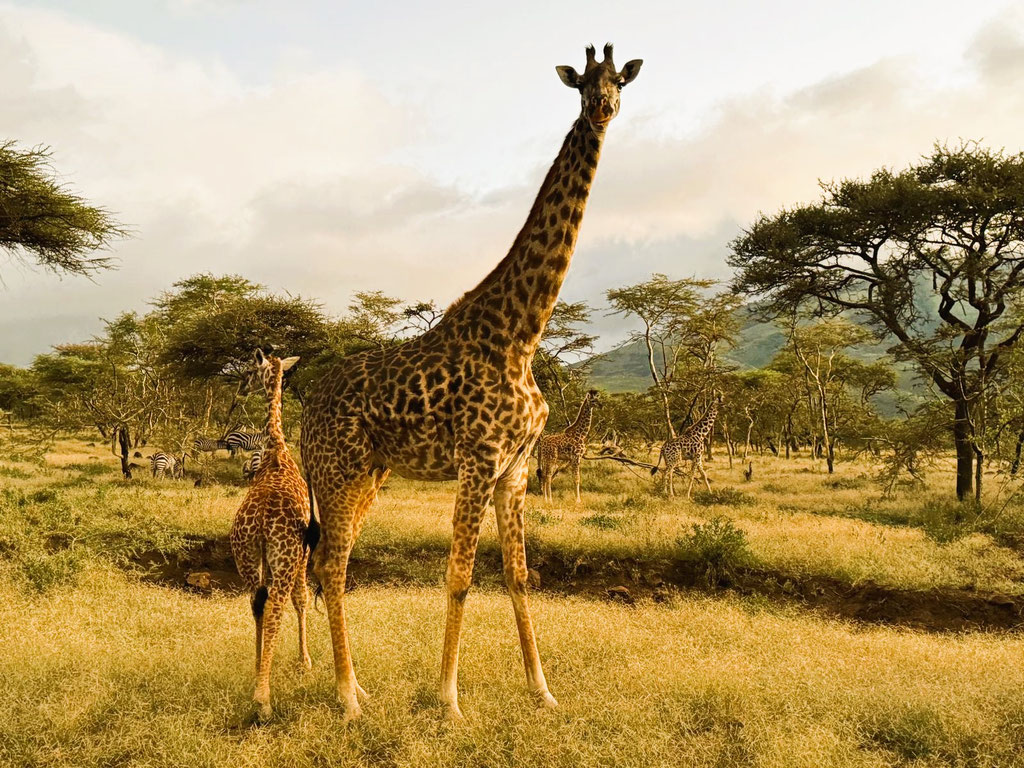 Serengeti Adventure with Kilimanjaro Company