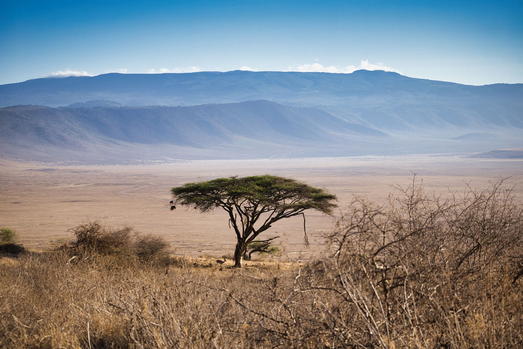 Ngorongoro Crater Adventure
