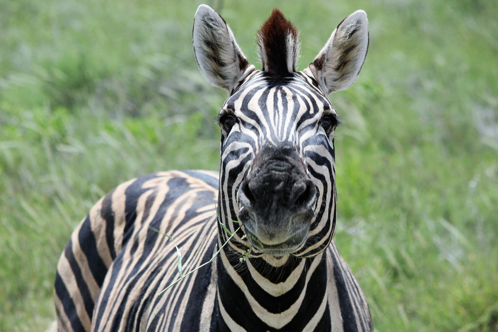 Smiling Faces In Ngorongoro - Kilimanjaro Company