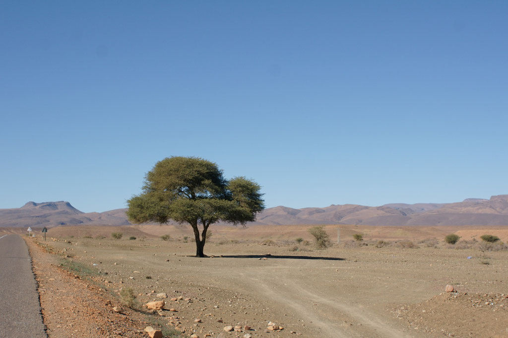 Ein einzelner Baum in der Weite