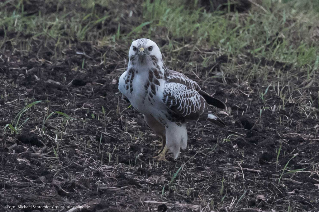 weißer Mäusebussard