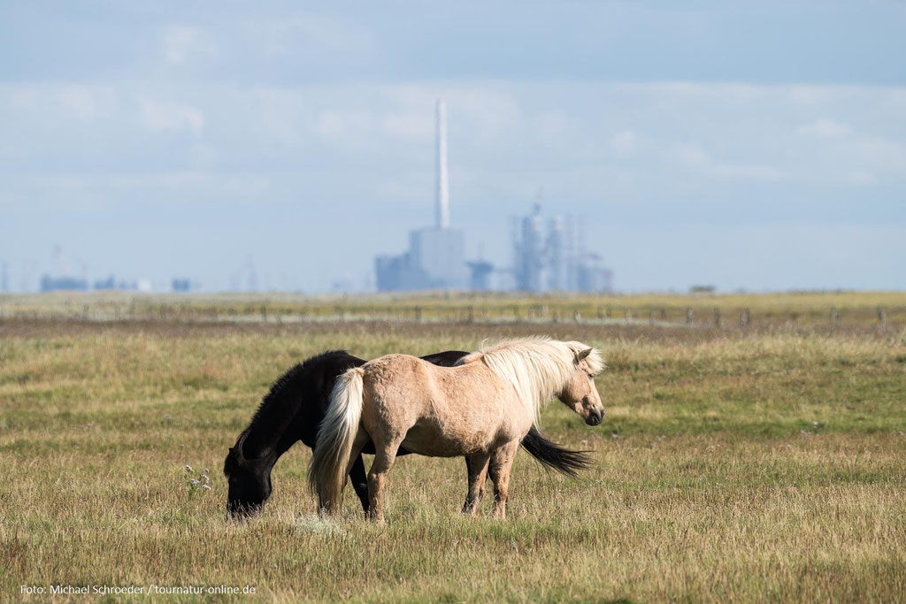 Pferde in Skallingen