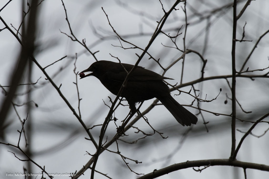 Amsel