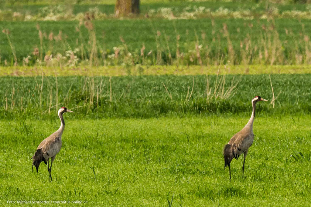 Kraniche