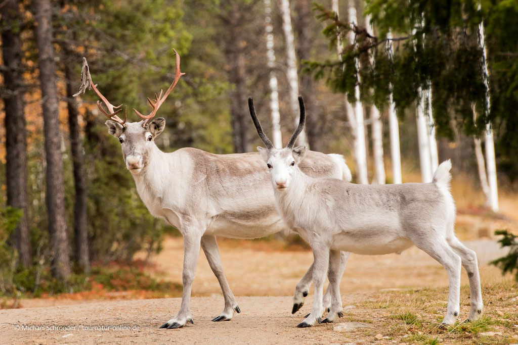 Rentiere auf dem Parkplatz in Tankavaara