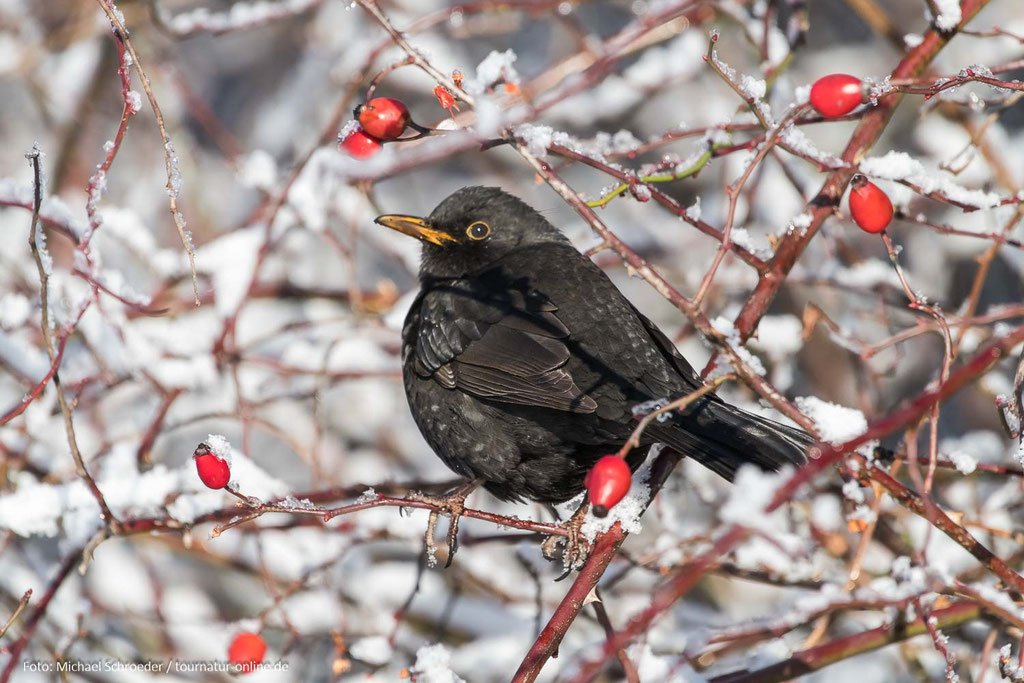 Amsel
