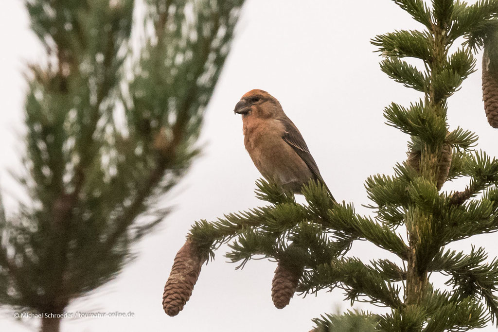 Kiefernkreuzschnabel