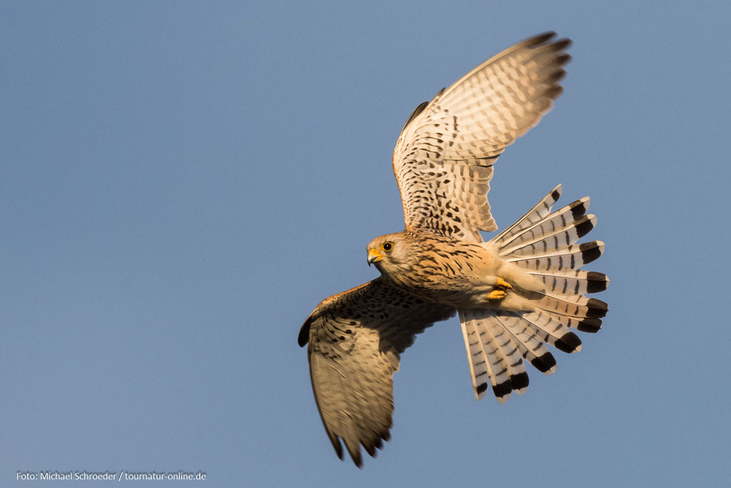weiblicher Rötelfalke