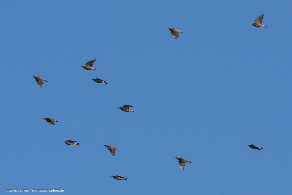 auch viele Stare machen sich auf den Weg