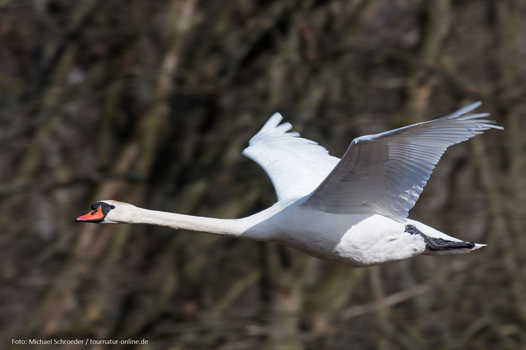 Im Flug sind Höckerschwäne majestätisch.