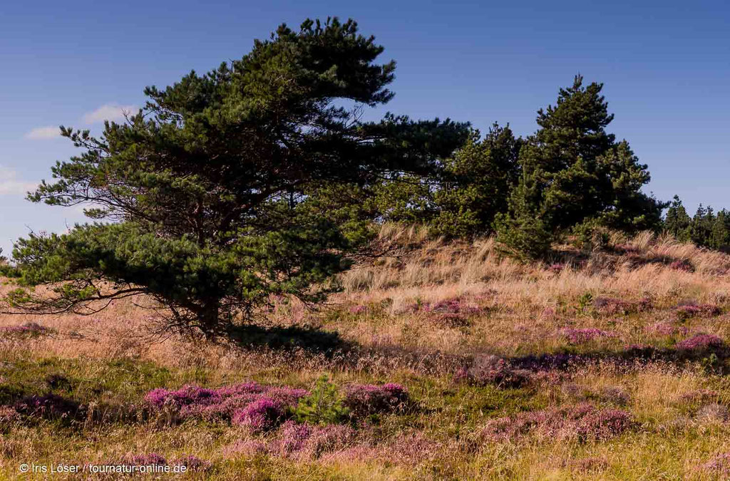 Heidelandschaft in Blavand