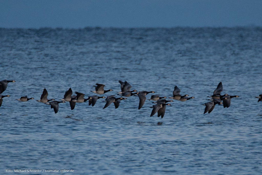 Nonnengänse über dem Meer