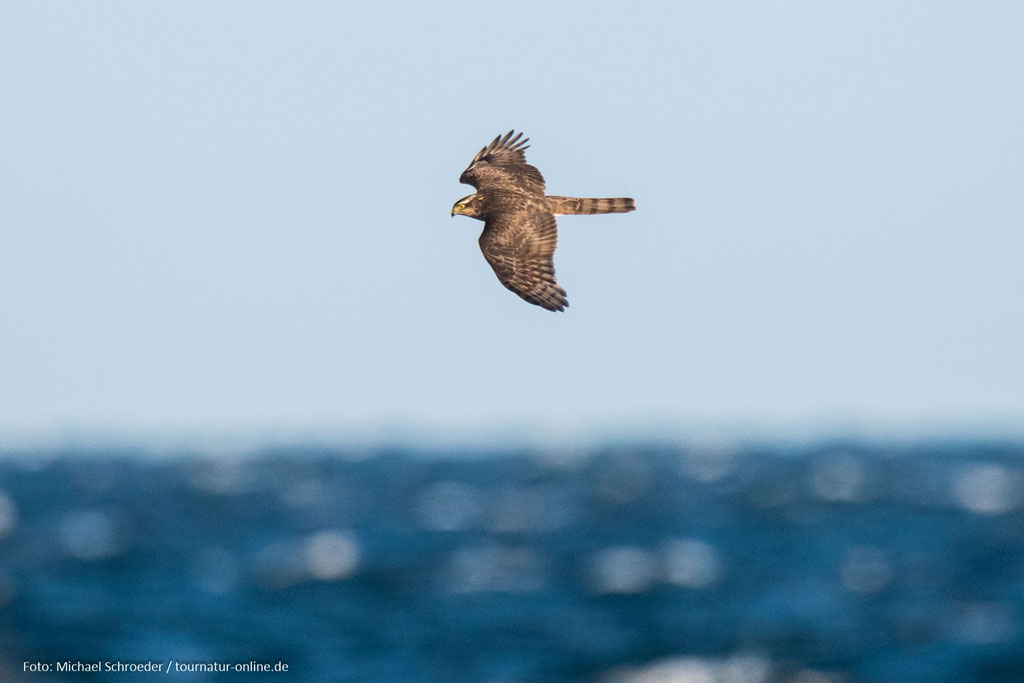 Über 1500 Sperber ...