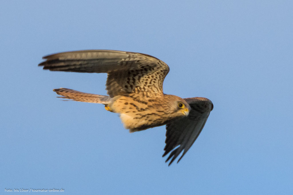 weiblicher Rotelfalke mit Brutfleck