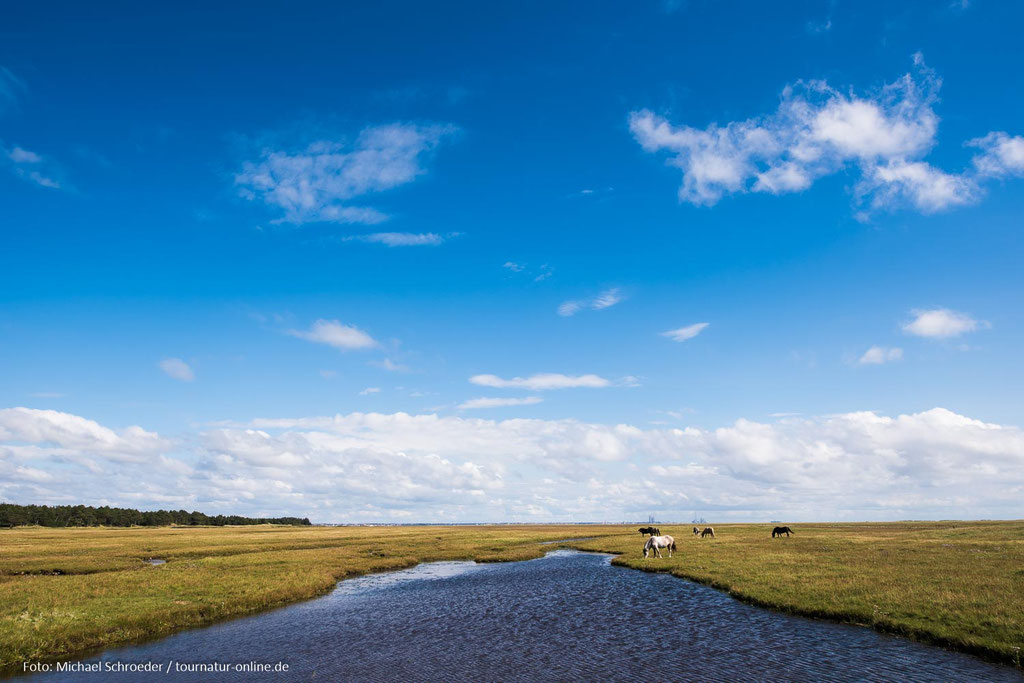 Landschaft an der Küste von Dänemark