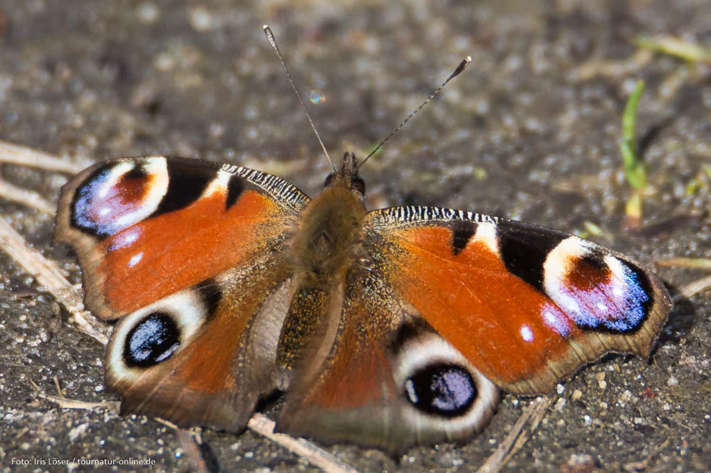 Tagpfauenauge