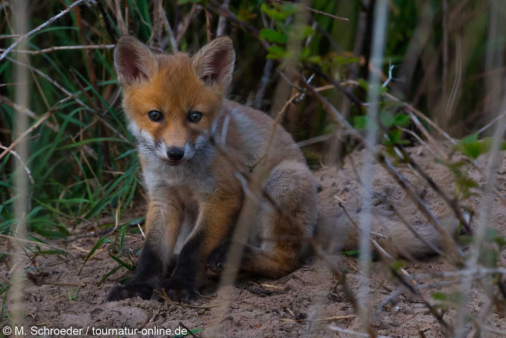 Junger Fuchs vor seinem Bau