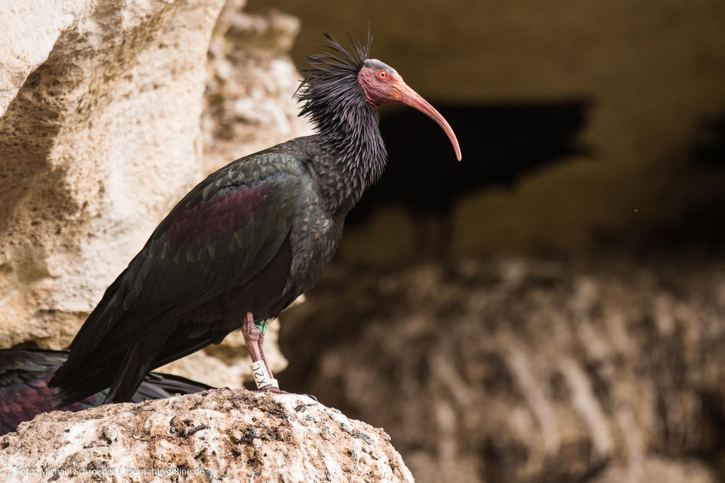 Waldrapp in Vejer de la Frontera/Spanien.