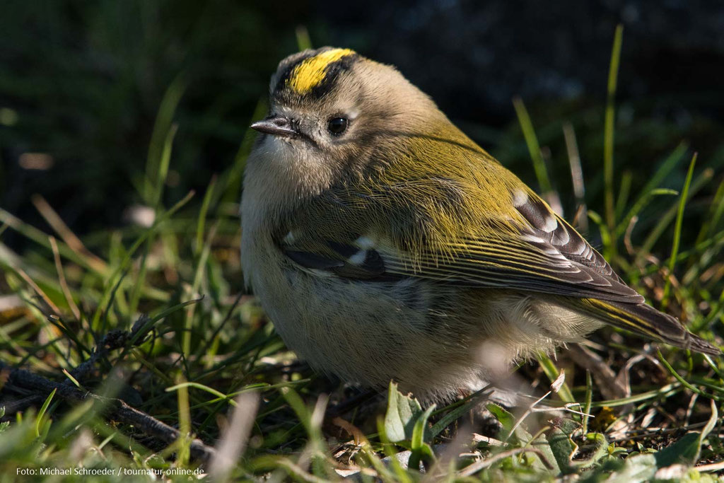 Das Wintergoldhähnchen ist der kleinste Vogel Schwedens.