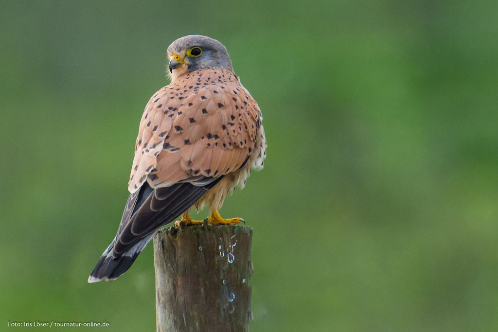 Turmfalke