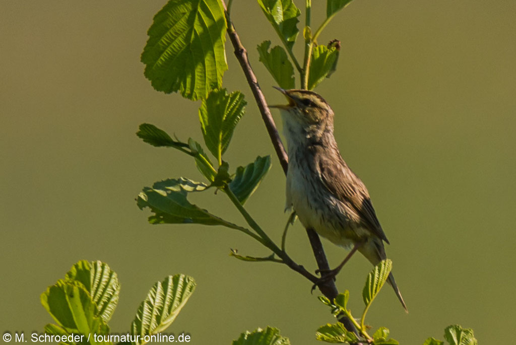 Fast ausgestorben: Der Seggenrohrsänger