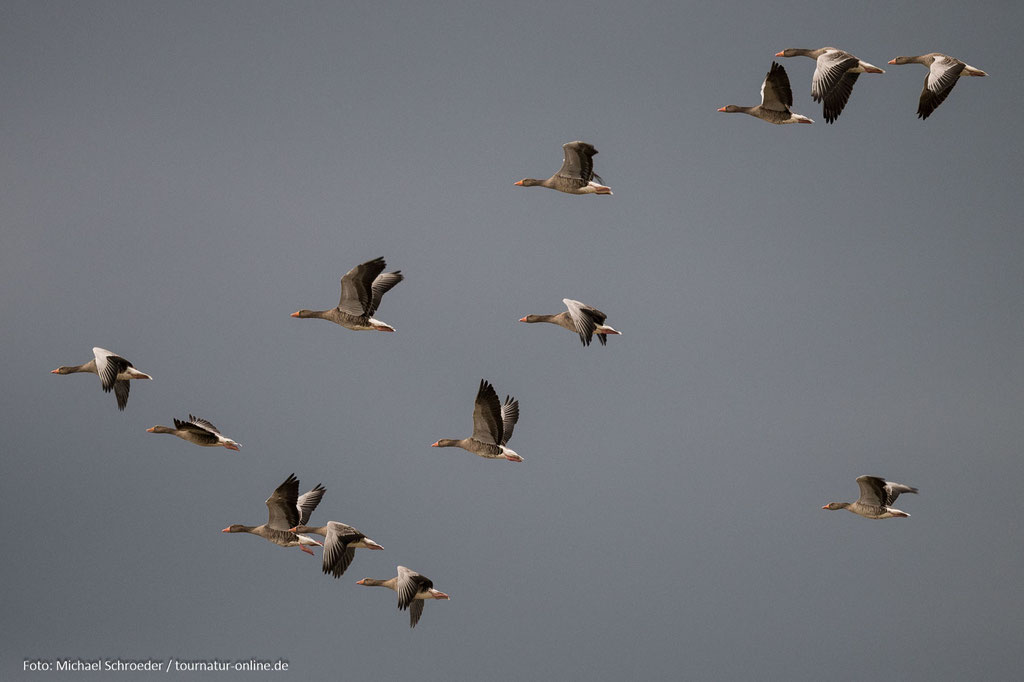 Graugänse im Abendlicht