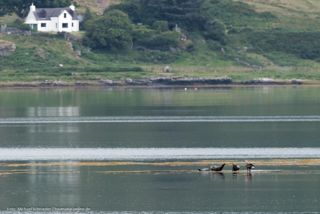 Robben und ein Seeadler auf einer Insel, die langsam in der Flut verschwindet.