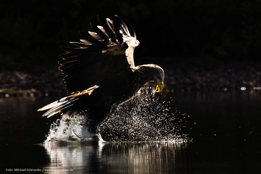 Seeadler, beim Versuch Beute im See zu machen