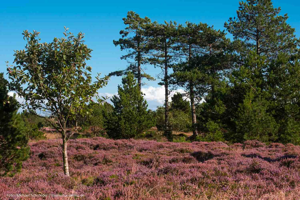 Heidelandschaft in Blavand